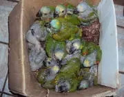 Tráfico de Papagaios 3