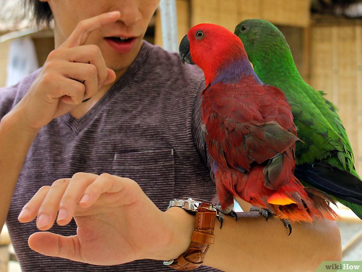 Уроки попугая говорить. Школа для попугаев в Австралии. Дрессировка попугая. Говорящие попугаи. Самые умные попугаи для дома.