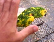 Treinando Papagaio 4