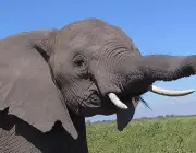 Tromba do Elefante 3