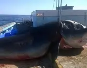 Tubarão Gigante 3