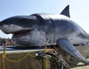 Tubarão Gigante 4