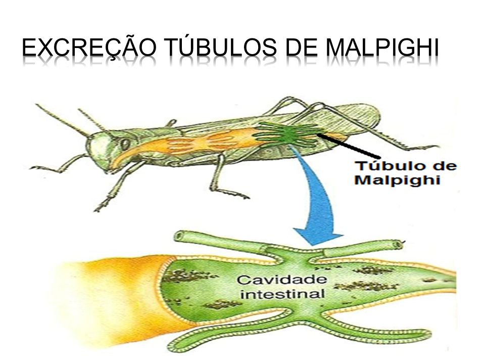 Tubulos De Malpighi Organismos Que Los Poseen www.mundoecologia.com.br