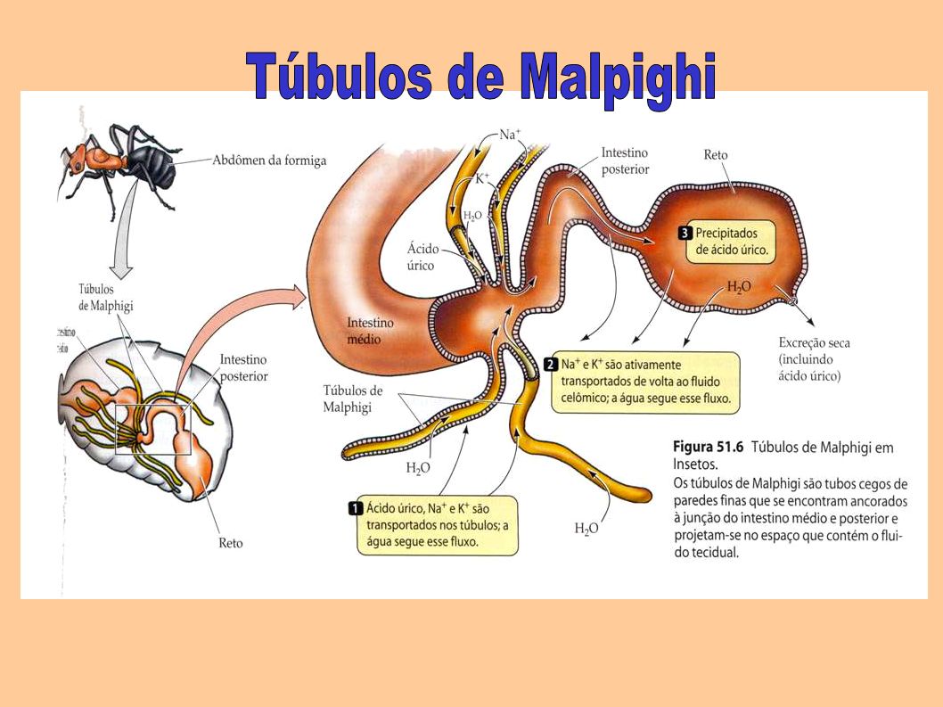 Tubulos De Malpighi Organismos Que Los Poseen