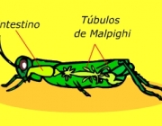 Túbulos de Malpighi 1