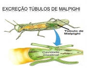 Excreção Túbulos de Malpighi