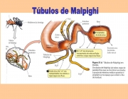 Túbulos de Malpighi