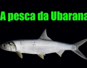 Ubarana 2