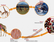 Um Ecossistema em Evolução 2