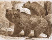 Urso Atlas 1