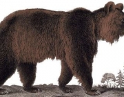 Urso Atlas 2