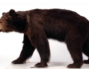 Urso Atlas 3