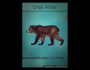 Urso Atlas 4