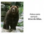 Urso Atlas 6