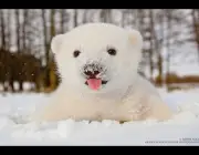 Urso Polar - Filhotes 1
