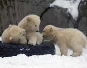 Urso Polar - Filhotes 2