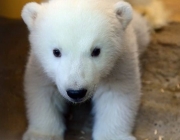 Urso Polar - Filhotes 3