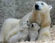 Urso Polar - Filhotes 4