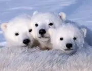 Urso Polar - Filhotes 5