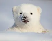 Urso Polar - Filhotes 6