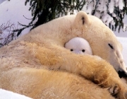 Urso Polar Hibernando 1
