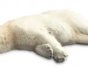 Urso Polar Hibernando 2