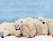 Urso Polar Hibernando 3