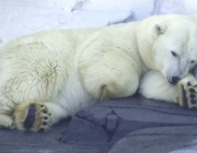 Urso Polar Hibernando 4