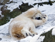 Urso Polar Hibernando 5