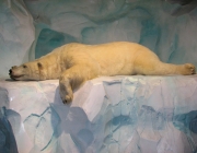 Urso Polar Hibernando 6