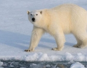 Urso Polar 1