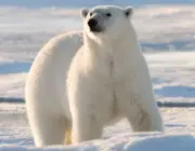 Urso Polar 3