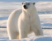 Urso Polar 3