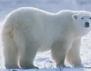 Urso Polar 5