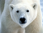 Urso Polar 6