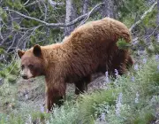 Ursos Pardos no Parque Yellowstone 1