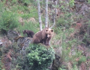 Ursos Pardos no Parque Yellowstone 2