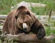 Ursos Pardos no Parque Yellowstone 3