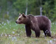 Ursos Pardos no Parque Yellowstone 4