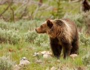 Ursos Pardos no Parque Yellowstone 6