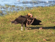 Urubu de Cabeça Amarela se Alimentando 2