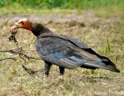 Urubu à tête jaune - Cathartes burrovianus - Lesser