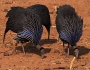 Urubu de Cabeça Azul Comendo 1