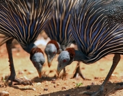 Urubu de Cabeça Azul Comendo 2