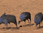 Urubu de Cabeça Azul Comendo 3