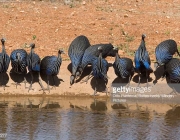 Urubu de Cabeça Azul Comendo 4