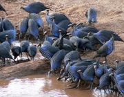 Urubu de Cabeça Azul Comendo 5