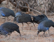 Urubu de Cabeça Azul Comendo 6