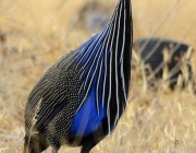 Urubu de Cabeça Azul 1