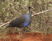 Urubu de Cabeça Azul 2